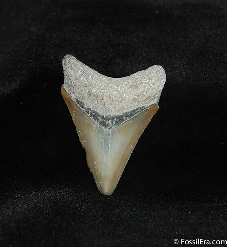 Tan Colored Bone Valley Megalodon Tooth #546